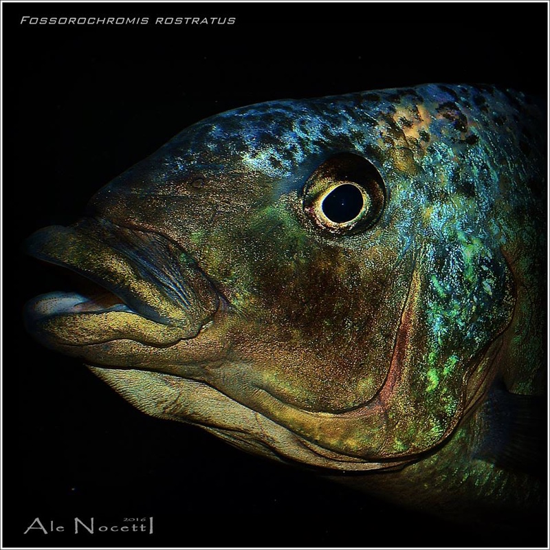 Fossorochromis rostratus